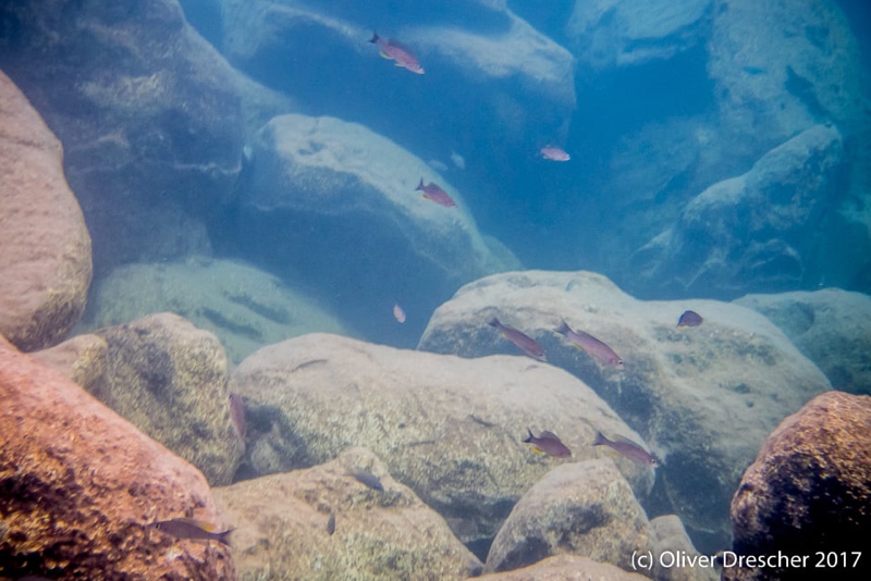 Cyprichromis sp. 'dwarf jumbo' Jakobsen's Beach